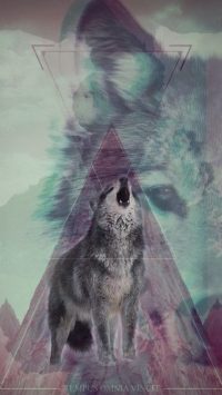 Wolf Wallpaper 25