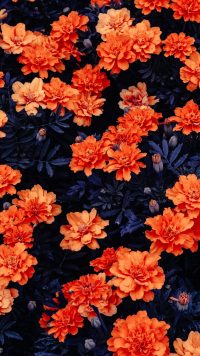Flower Wallpaper 50
