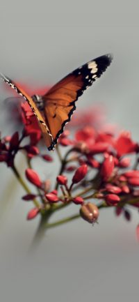 Butterfly Wallpaper 34