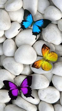 Butterfly Wallpaper 40