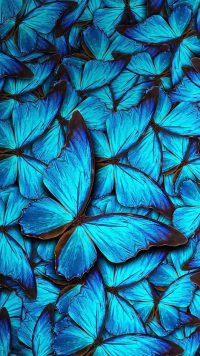 Butterfly Wallpaper 32