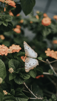 Butterfly Wallpaper 31