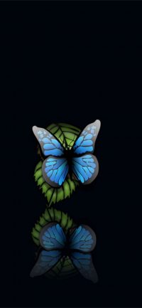 Butterfly Wallpaper 33