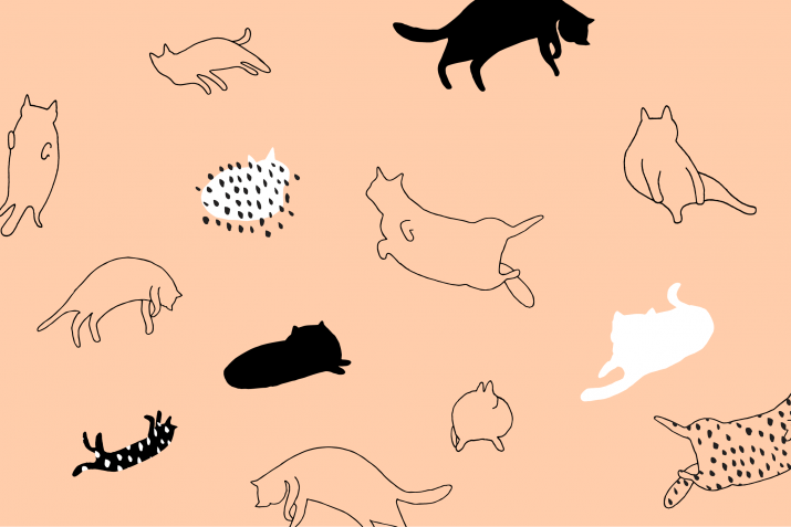 Cat Wallpaper 1