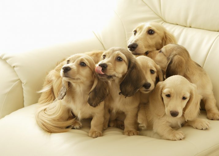 Cute puppies Wallpaper 1