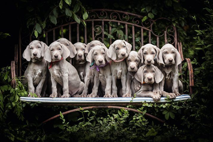 Cute puppies Wallpaper 1