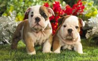 Cute puppies Wallpaper 41
