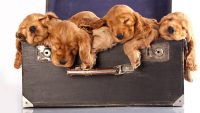 Cute puppies Wallpaper 27
