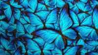 Butterfly Wallpaper 24