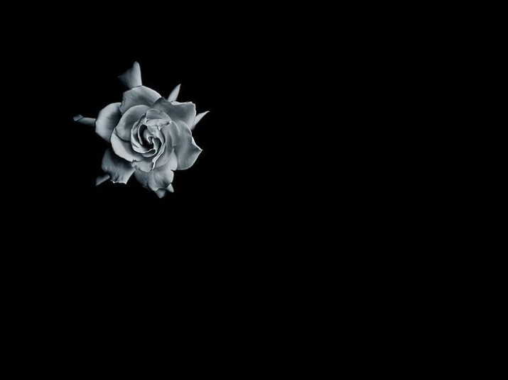 Black Flowers Wallpaper 1