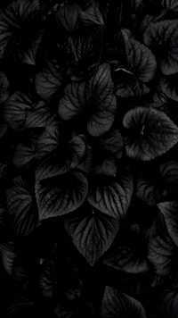 Black Flowers Wallpaper 43