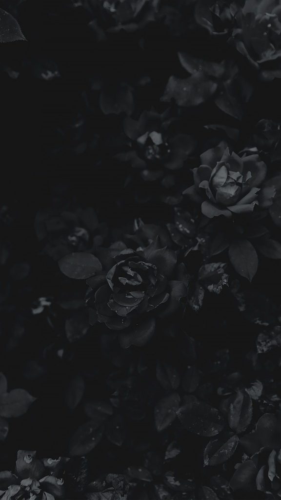 Black Flowers Wallpaper Wallpaper Sun