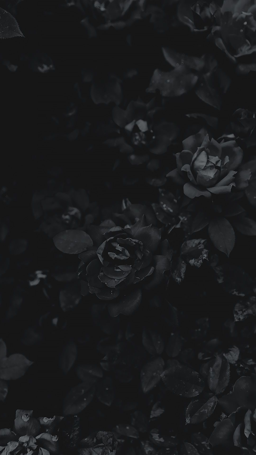 Black Wallpaper With Flowers