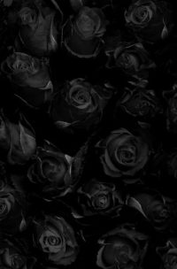 Black Flowers Wallpaper 23
