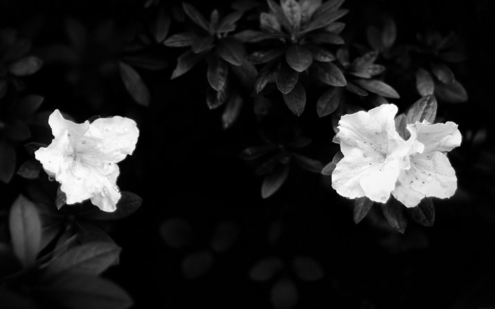 Black Flowers Wallpaper 1