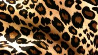 Cheetah Print Wallpaper 32