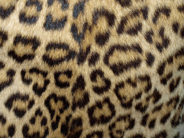 Cheetah Print Wallpaper 1