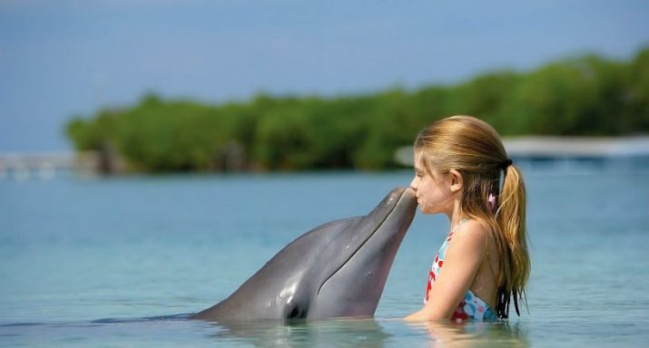 Dolphin Wallpaper 1 Dolphin Wallpaper 1