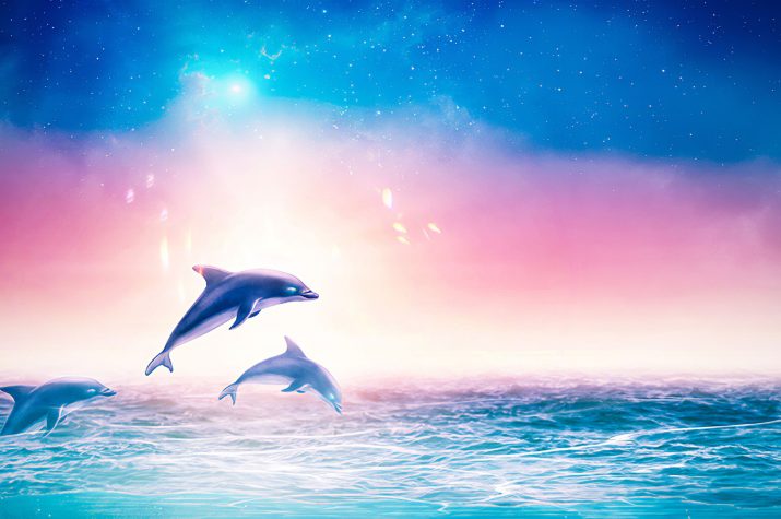 Dolphin Wallpaper 1