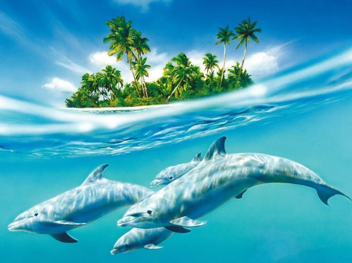 Dolphin Wallpaper 1