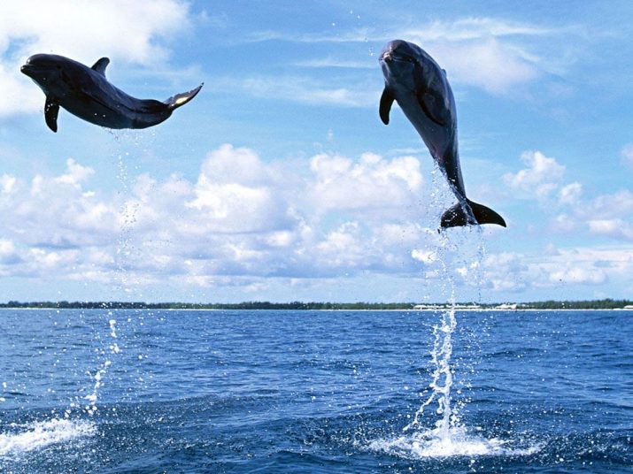 Dolphin Wallpaper 1