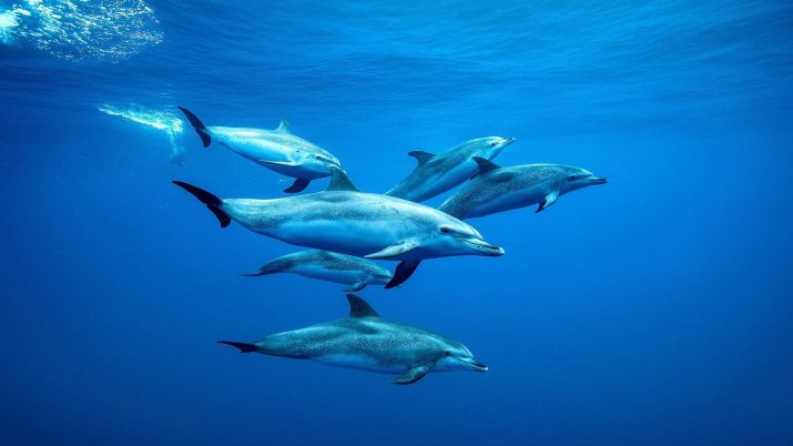 Dolphin Wallpaper 1