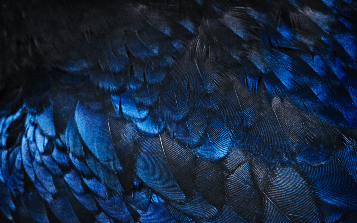 Ravenclaw Wallpaper 1