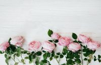 Roses wallpaper 1