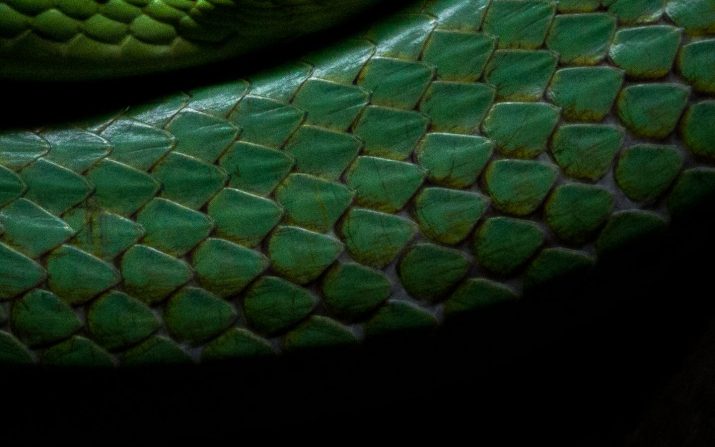 Slytherin Wallpaper 1