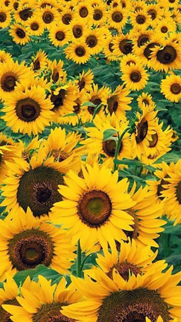 Sunflower background - Wallpaper Sun