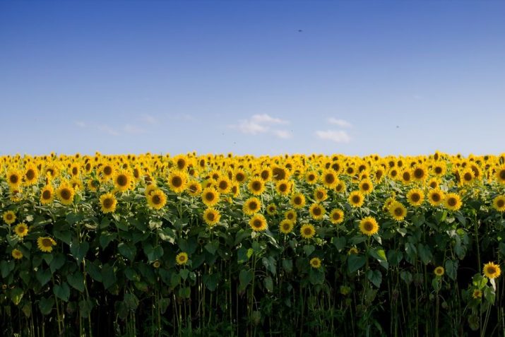 Sunflower Wallpaper 1 Sunflower Wallpaper 1