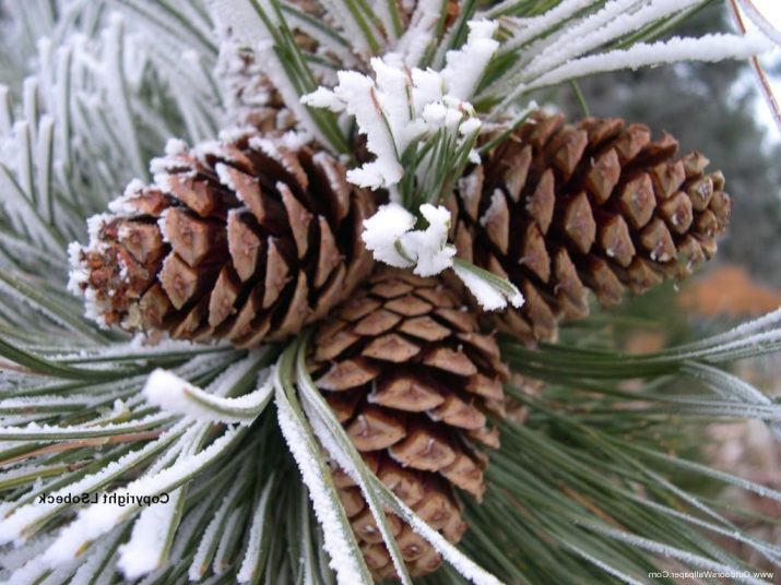 Winter Desktop wallpaper 1