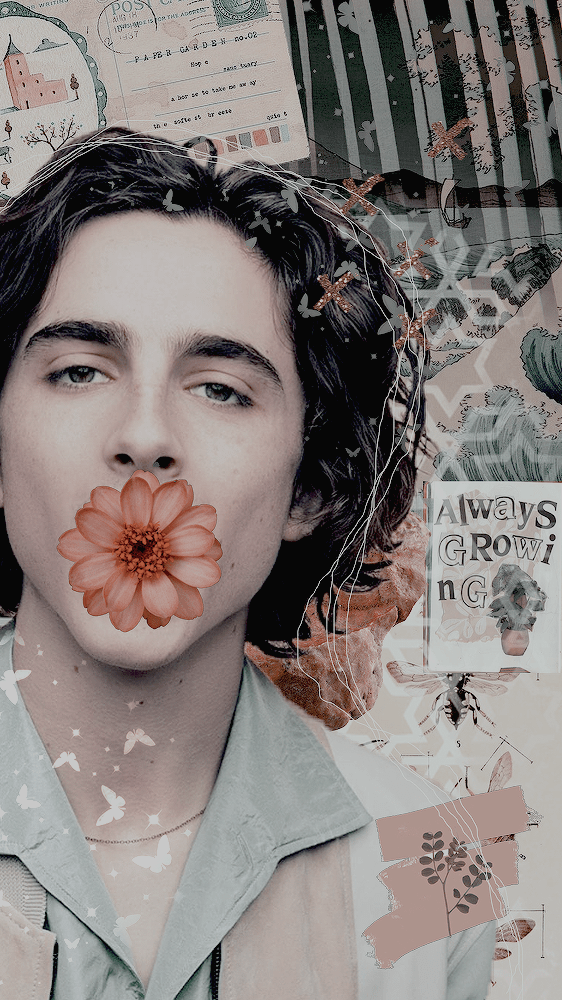 Timothee Chalamet Wallpaper 1 Timothee Chalamet Wallpaper 1