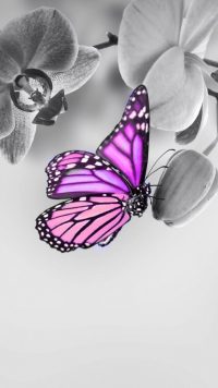 Butterfly Wallpaper 30