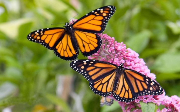 Butterfly Wallpaper 1