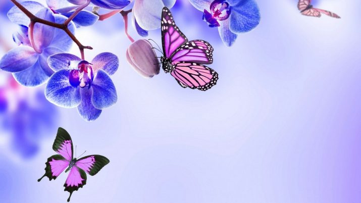 Butterfly Wallpaper 1