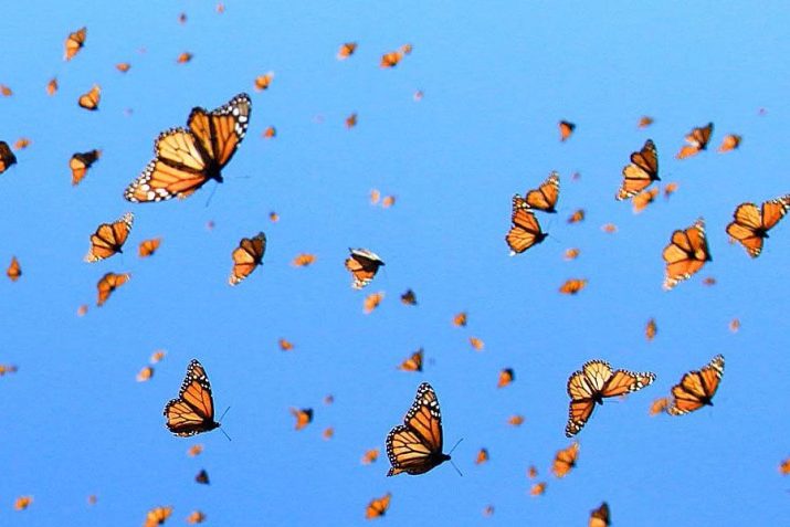 Butterfly Wallpaper 1