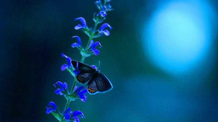 Butterfly Wallpaper 1