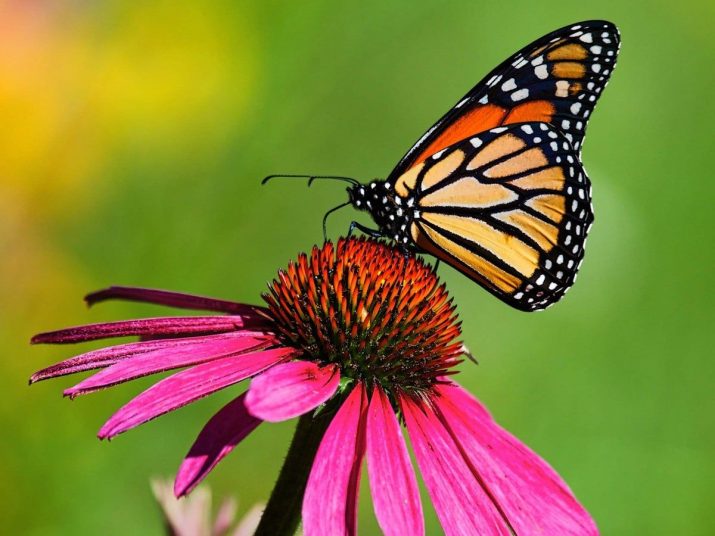 Butterfly Wallpaper 1