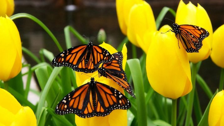 Butterfly Wallpaper 1