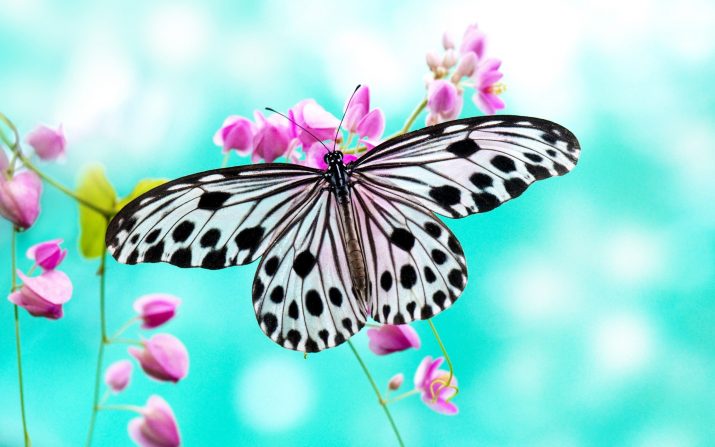 Butterfly Wallpaper 1
