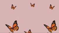 Butterfly Wallpaper 25
