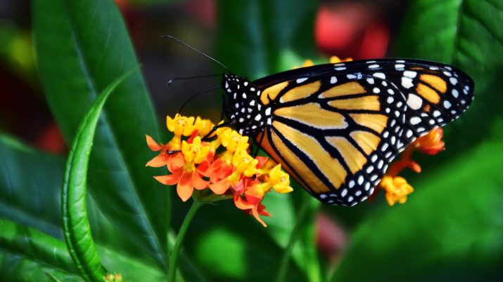 Butterfly Wallpaper 1