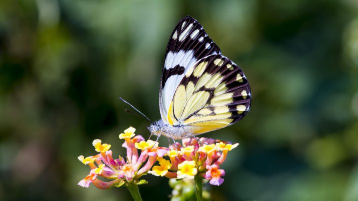 Butterfly Wallpaper 1 Butterfly Wallpaper 1