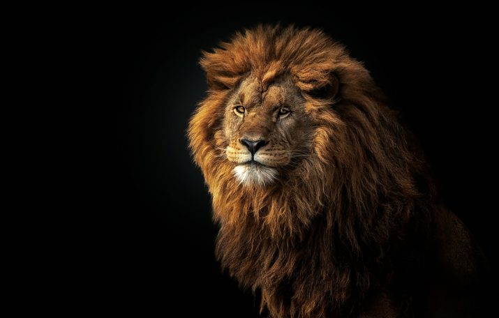 Lion Wallpaper 1