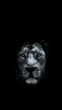 Lion Wallpaper 14