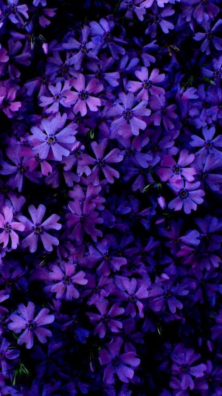 Purple Wallpaper 1