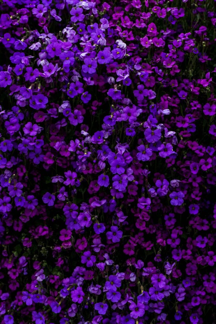 Purple Wallpaper 1