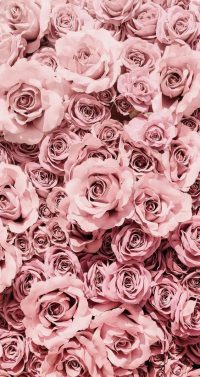 Rose Wallpaper 30