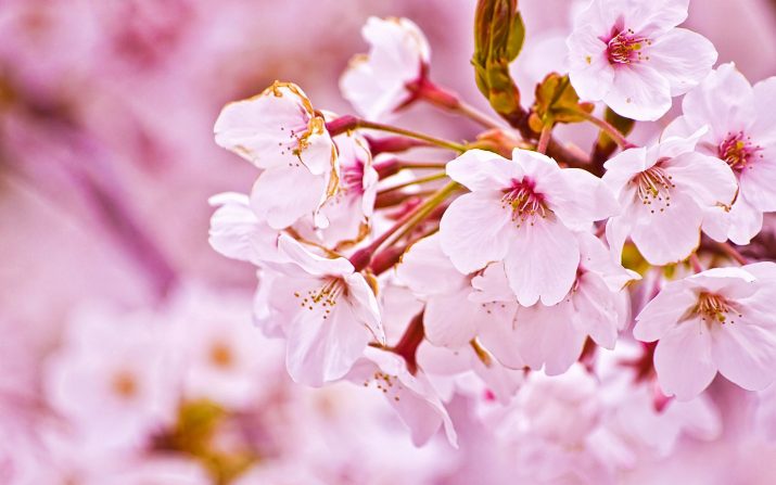 Cherry Blossom Wallpaper 1